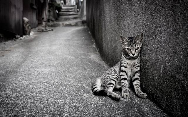 猫,街头,寂寞