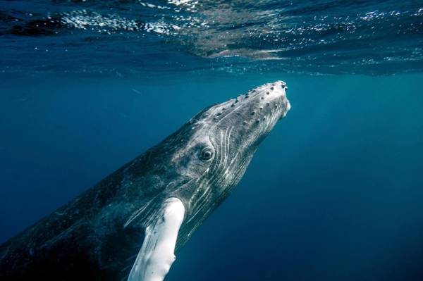 灰色的鲸鱼身下的水下高清壁纸