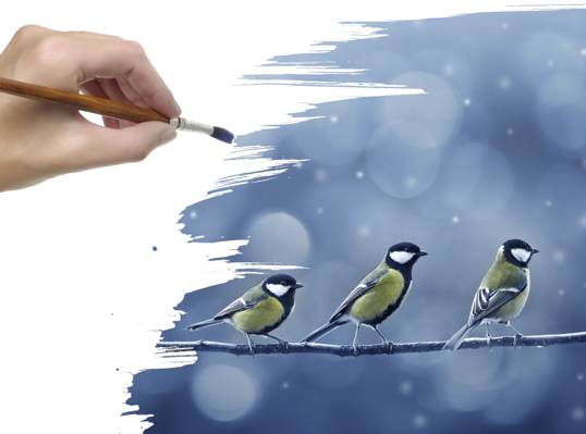 科,图,雪,山雀,手,画笔,鸟