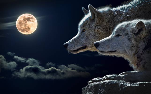两只狼在满月下看悬崖高清壁纸