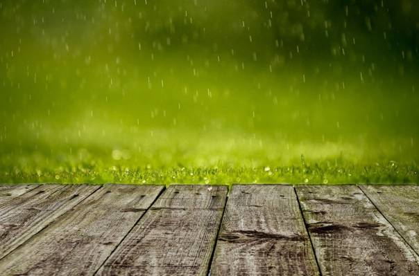 雨滴在绿草高清壁纸的选择性焦点摄影