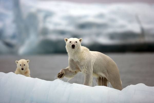 北极熊,熊,北极熊
