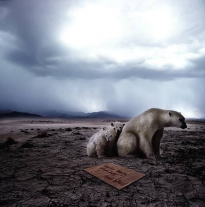 北极熊在地面上高清壁纸