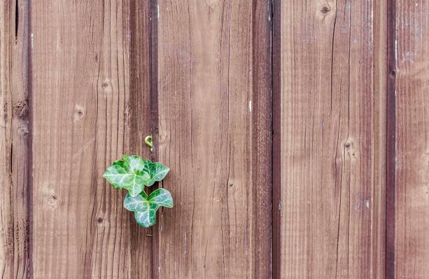 绿叶植物木板HD wallpaper