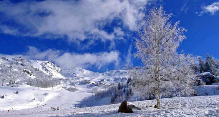 桦树,天空,雪,云,滑雪后裔