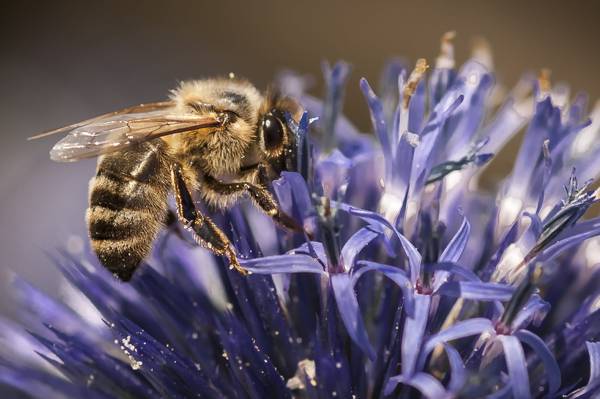 蜜蜂在紫色花高清壁纸顶部的移动镜头摄影