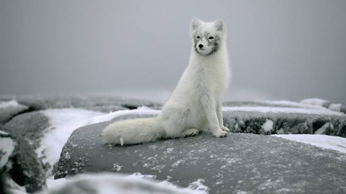 狐狸,坐着,极地狐狸,雪,石头