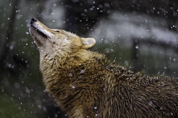 野生动物摄影的狼在冬季高清壁纸