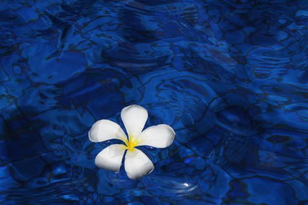 选择性的照片,漂浮在水的高清壁纸身上的白豹纹的花