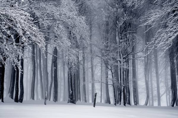 高大的树木被雪覆盖着高清壁纸