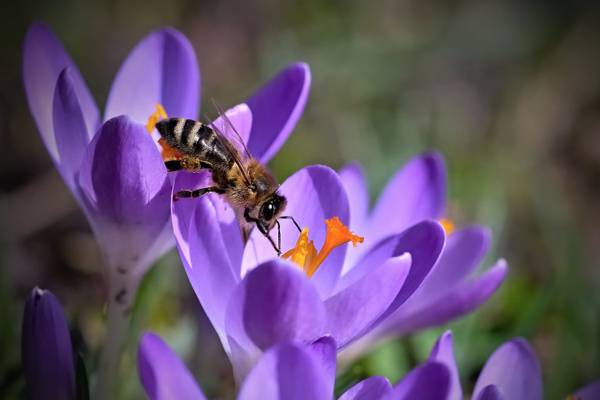棕色蜜蜂栖息在紫色花高清壁纸