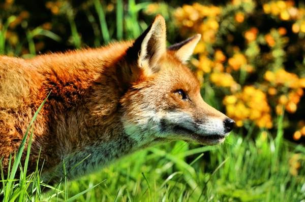 棕色的狐狸在黄色的花朵旁边的绿色草地上的照片高清壁纸