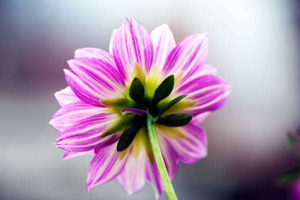 紫色和白色雏菊高清壁纸的选择性焦点照片