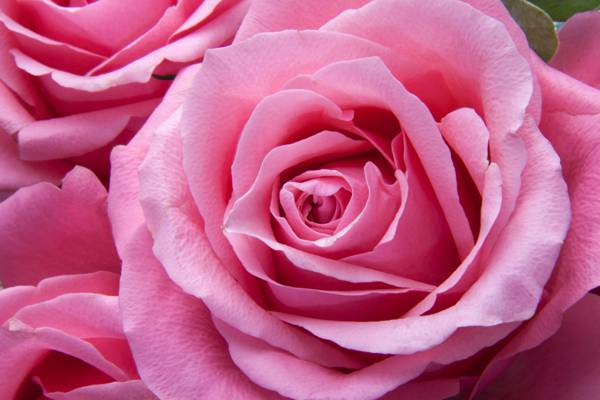 粉色的玫瑰花朵高清壁纸