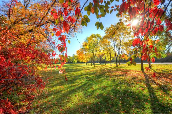 公园,天空,胡同,树木,秋天,叶子
