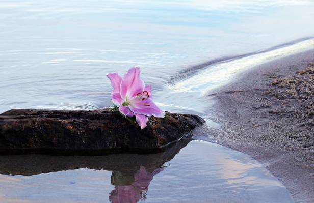 在一天时间的岩石海滨紫色petaled花高清壁纸