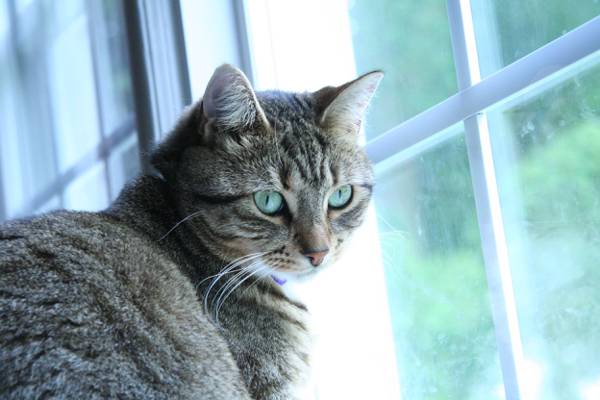 银虎斑在玻璃窗口门旁边,宏观摄影猫高清壁纸