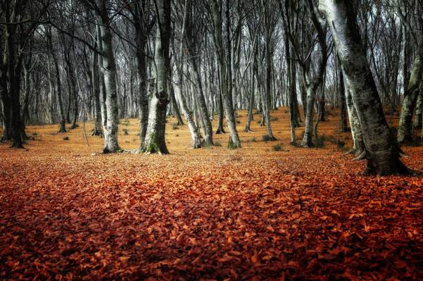 壁纸树木,公园,秋天,森林
