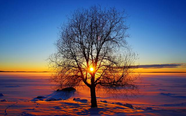 树,雪,冬天,太阳,天空,日落