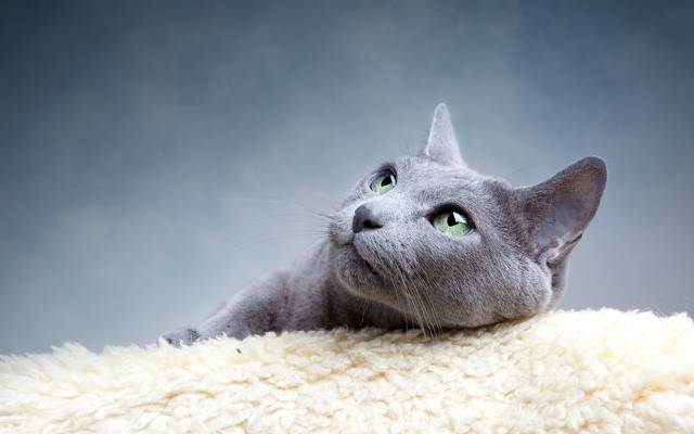 壁纸猫,胡子,看,灰色,俄罗斯,品种,蓝色,绿色,眼睛,猫