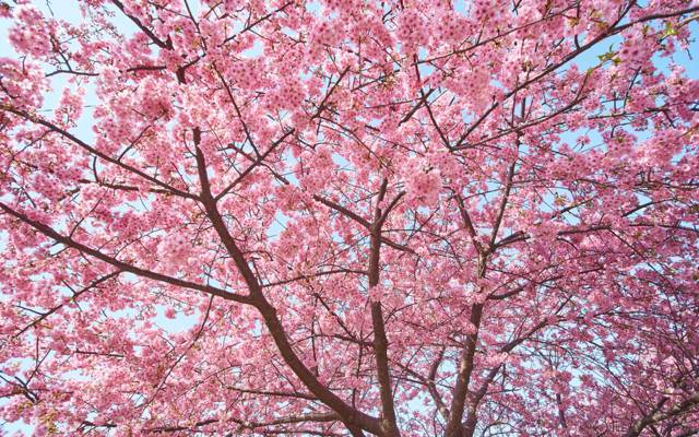 樱花,春天,粉红色,树