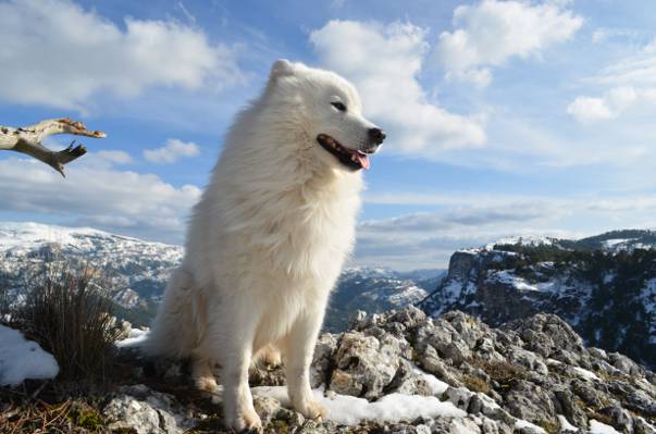 在白天高清壁纸上的山上长涂白色的狗