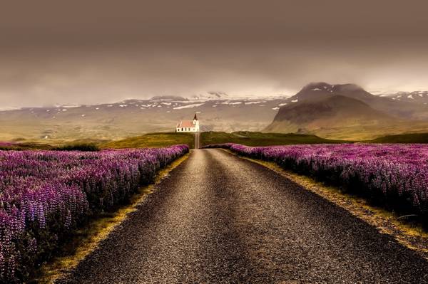 在紫色的花场高清壁纸之间的道路