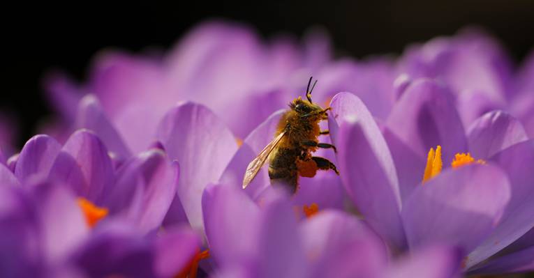 黄色和黑色的蜜蜂在紫色的小花高清壁纸