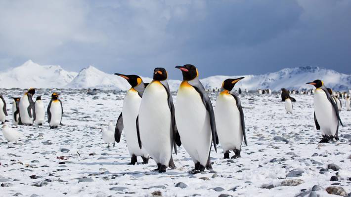 四只企鹅特写镜头照片在雪原的在白天高清壁纸