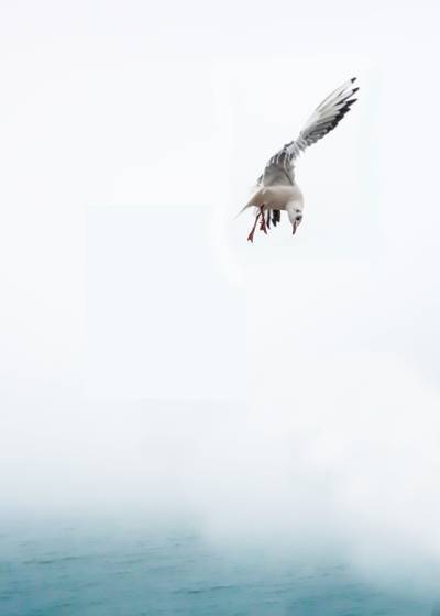飞行白色海鸥照片高清壁纸