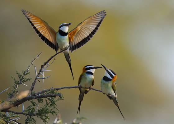 三只鸟的选择性重点摄影,肯尼亚高清壁纸