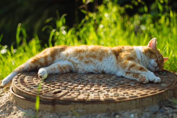 橙色的虎斑猫躺在棕色的表面上的照片高清壁纸