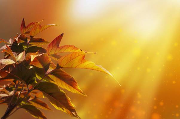 光线,光,性质,叶子,拉里萨Koshkina,树,散景,秋天
