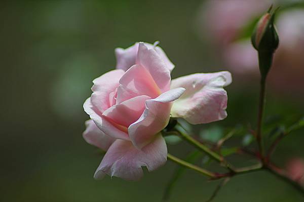 粉红色的玫瑰花朵高清壁纸选择性焦点摄影
