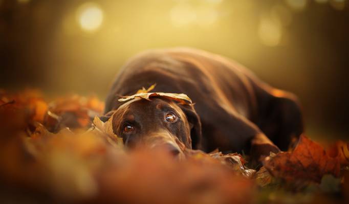 狗,看,秋天