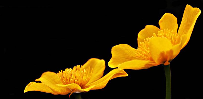 两个黄色的花植物照片拍摄高清壁纸