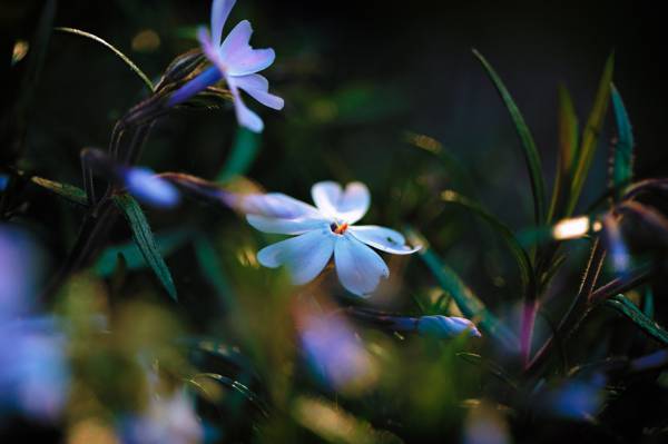 蓝色和白色,鲜花,福禄考,光,照明,眩光,树叶