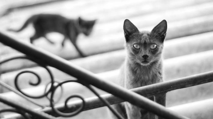 猫,黑色和白色,灰色,猫,猫咪,模糊,舞台,剪影,阴影,栏杆,猫