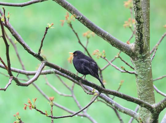 宏观摄影的黑鸟在棕色的树枝,梅洛高清壁纸