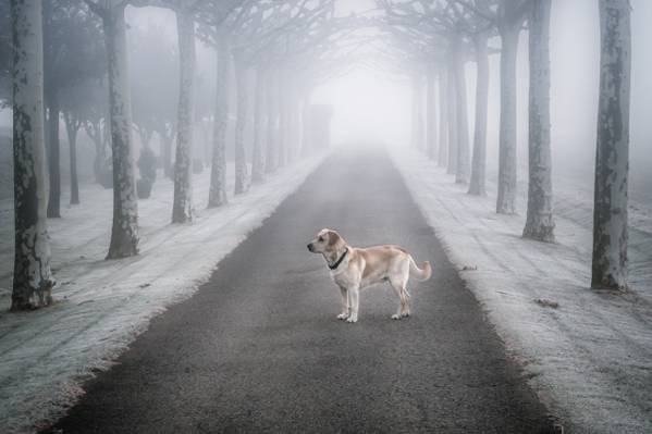 雾,路,狗,孤独,每一个