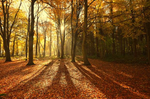 光线,光线,自然,树木,阴影,叶子,太阳,秋天,森林