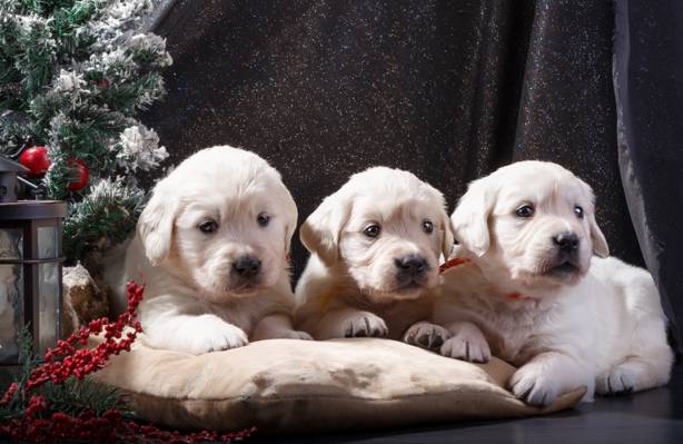 小狗,白,装饰,树,猎犬,三重奏,新的一年