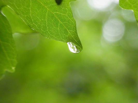 绿色的叶子高清壁纸水滴的选择性摄影