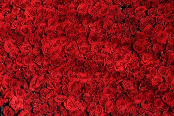 红玫瑰高清壁纸