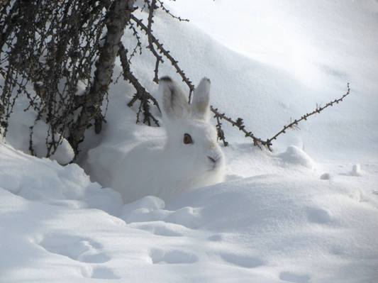 在雪高清壁纸的白兔子