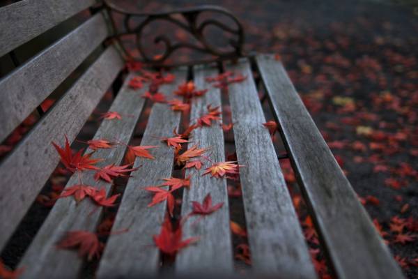 红色的叶子花上棕色的木制长椅\高清壁纸