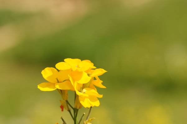 黄色的花,erysimum cheiri高清壁纸浅焦点摄影