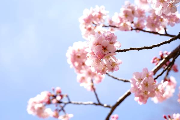 关闭粉红色的樱花在白天高清壁纸的焦点照片