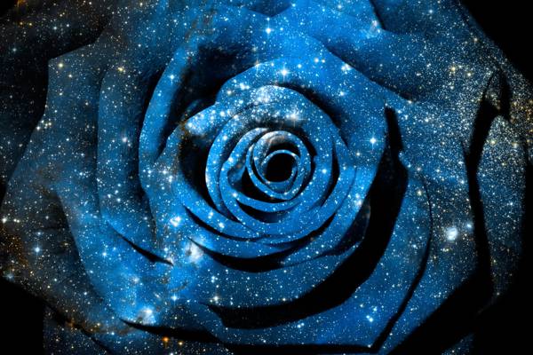 蓝色和白色的玫瑰高清壁纸