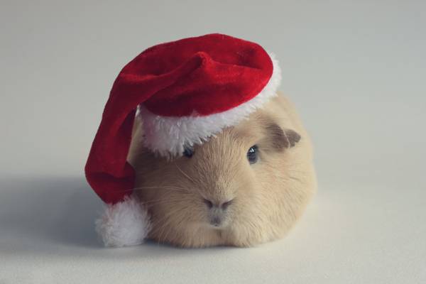新的一年,啮齿类动物,几内亚猪,帽子,圣诞老人